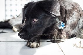 snout of black labrador