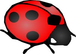 Ladybug, Red and Black Beetle, drawing