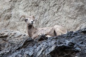 mountain goat is resting in a national park