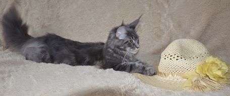 Picture of Maine Coon Cat