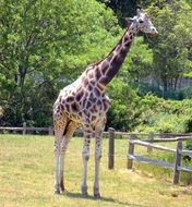 Tall Giraffe stands on fenced lawn