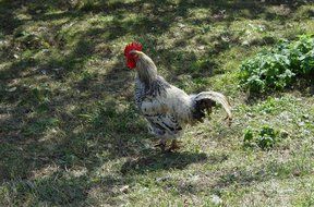 walking farm chicken