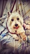 White Terrier Dog
