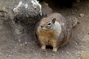 Marmot Animal