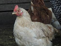 Hen