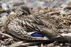 sleeping wild mallard close-up on a sunny day