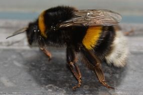 Bumblebee Bug close-up on blurred background