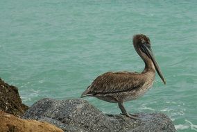 Brown Pelican on a beach