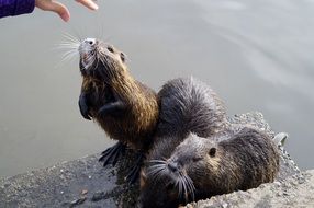 feeding nutria on the shore