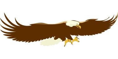 bald Eagle drawing