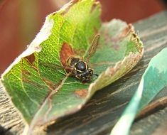 dangerous Wasp in dry leaf closeup