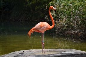 wonderful Flamingo Water Bird