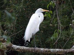 Wildlife photography of White Heron Bird