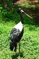 black stork on green grass