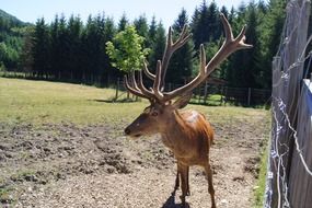 wild brown deer with beautiful horns in the reserve
