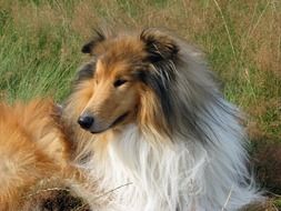 Dog Collie Rough Collie Lassie