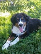 Cute puppy is lying on the grass