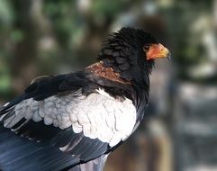 predatory eagle in the savannah