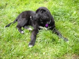 black dog lies on green grass