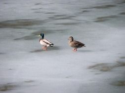 Ducks near frozen pond Wildlife portrait