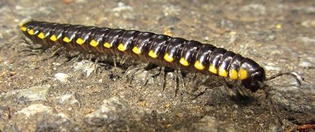 Insect Centipede Animal