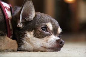 puppy of a purebred Chihuahua on the carpet close-up