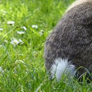 gray rabbit with a white ponytail on green grass