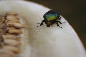 green Insect Macro