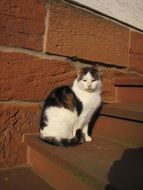 Cat on stairs in the sun