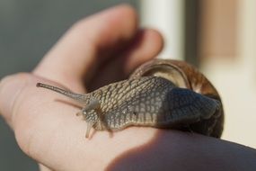 snail on hand under the bright sun