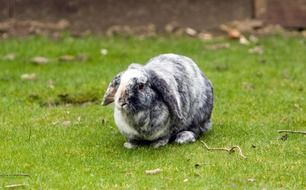 Lop-eared bunny