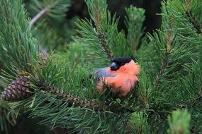 Bullfinch among pine Branches