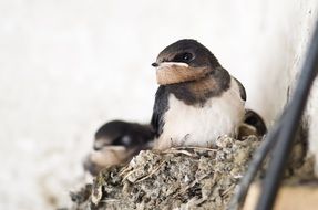 swallows in nests close-up