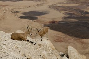 Mountain Goats near Desert Crater