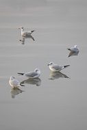 Seagulls are on a water