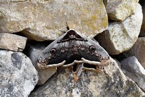 beautiful and cute black Butterfly