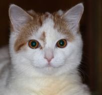 portrait of a young domestic cat