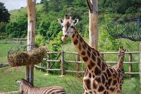 Giraffe in The Prague Zoo