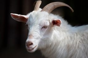 Domestic Farm goat