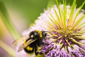 Hummel collects pollen