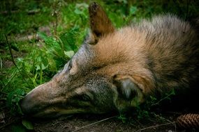 resting wolf in the forest