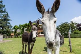 two donkeys at farm house, Netherlands