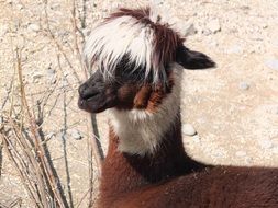 portrait of fluffy funny alpaca