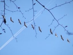 Birds Crane