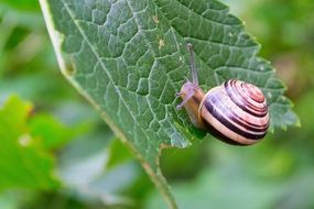 snail crawling on the leaf