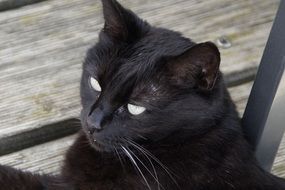 portrait of a black cat with shiny eyes