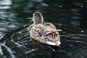 duck swims away