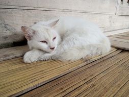 Cat White Stray