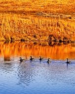 Picture of ducks in a Pond at dusk