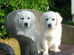 handsome Golden Retriever Puppy